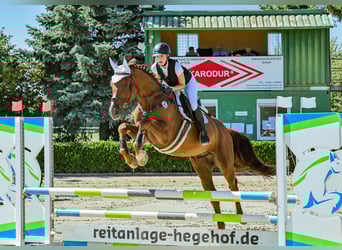 Zangersheider, Wallach, 12 Jahre, 171 cm, Fuchs