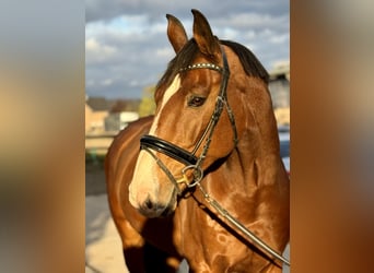 Zangersheider, Wallach, 12 Jahre, 173 cm, Brauner
