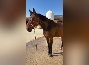 Zangersheider, Wallach, 12 Jahre, 180 cm, Dunkelbrauner