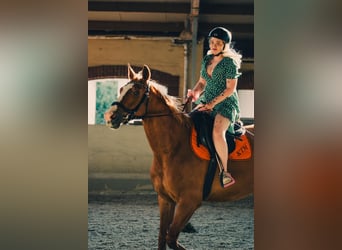 Zangersheider, Wallach, 12 Jahre, 180 cm, Fuchs