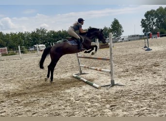 Zangersheider, Wallach, 13 Jahre, 163 cm, Brauner