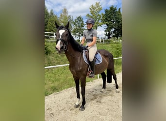 Zangersheider, Wallach, 13 Jahre, 163 cm, Brauner
