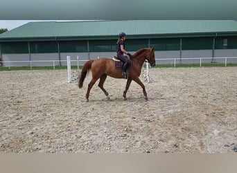 Zangersheider, Wallach, 13 Jahre, 165 cm, Fuchs