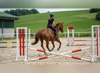 Zangersheider, Wallach, 13 Jahre, 165 cm, Fuchs