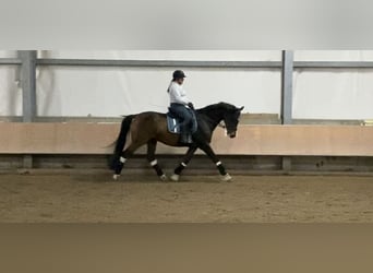 Zangersheider, Wallach, 13 Jahre, 168 cm, Brauner