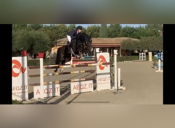 Zangersheider, Wallach, 13 Jahre, 169 cm, Schwarzbrauner