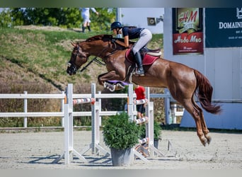Zangersheider, Wallach, 13 Jahre, 180 cm, Dunkelfuchs