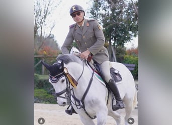 Zangersheider, Wallach, 14 Jahre, 157 cm, Schimmel