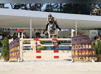 Zangersheider, Wallach, 14 Jahre, 157 cm, Schimmel