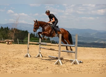 Zangersheider, Wallach, 14 Jahre, 160 cm, Brauner