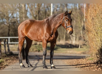 Zangersheider, Wallach, 14 Jahre, 170 cm