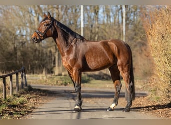 Zangersheider, Wallach, 14 Jahre, 170 cm