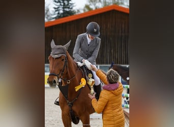 Zangersheider, Wallach, 14 Jahre, 180 cm, Fuchs