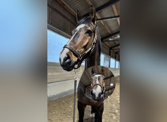 Zangersheider, Wallach, 14 Jahre, 183 cm, Brauner