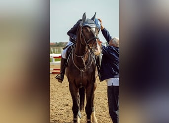 Zangersheider, Wallach, 15 Jahre, 172 cm, Dunkelbrauner