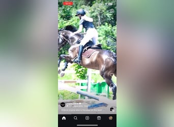 Zangersheider, Wallach, 15 Jahre, 172 cm, Dunkelbrauner
