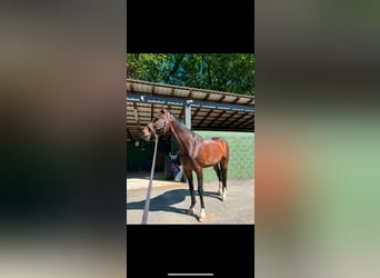 Zangersheider, Wallach, 15 Jahre, 172 cm, Dunkelbrauner