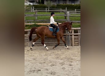 Zangersheider, Wallach, 16 Jahre, 163 cm, Dunkelfuchs