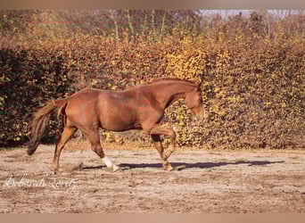Zangersheider, Wallach, 17 Jahre, 171 cm, Fuchs