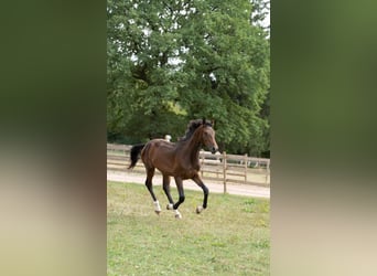 Zangersheider, Wallach, 1 Jahr, 163 cm, Brauner