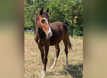 Zangersheider, Wallach, 1 Jahr, 170 cm
