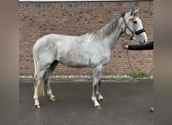 Zangersheider, Wallach, 2 Jahre, 162 cm, Apfelschimmel