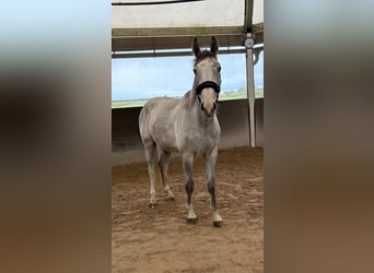 Zangersheider, Wallach, 2 Jahre, 162 cm, Apfelschimmel