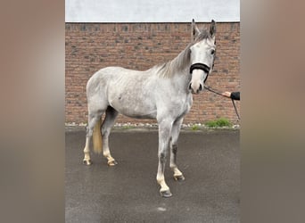 Zangersheider, Wallach, 2 Jahre, 162 cm, Apfelschimmel