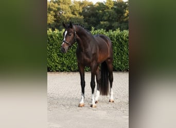 Zangersheider, Wallach, 2 Jahre, 167 cm, Brauner