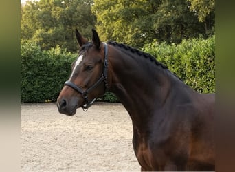 Zangersheider, Wallach, 2 Jahre, 167 cm, Brauner