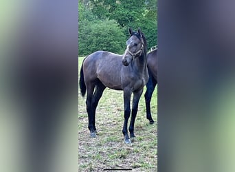 Zangersheider, Wallach, 2 Jahre, 168 cm, Kann Schimmel werden