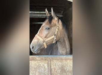 Zangersheider, Wallach, 2 Jahre, 168 cm, Kann Schimmel werden