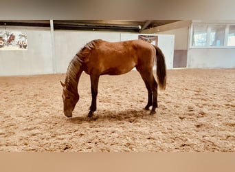 Zangersheider, Wallach, 2 Jahre, 170 cm, Fuchs