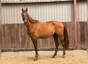 Zangersheider, Wallach, 2 Jahre, 170 cm, Fuchs