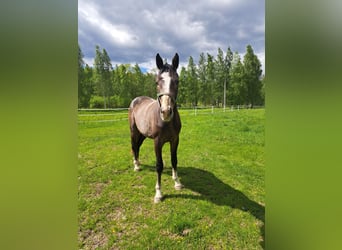 Zangersheider, Wallach, 2 Jahre, 170 cm, Schimmel