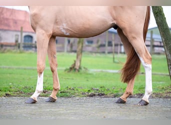 Zangersheider, Wallach, 3 Jahre, 100 cm