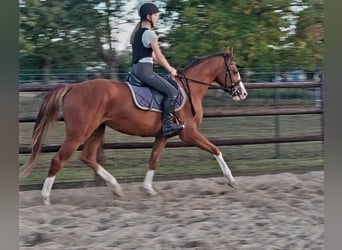 Zangersheider, Wallach, 3 Jahre, 153 cm, Fuchs