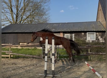 Zangersheider, Wallach, 3 Jahre, 158 cm, Brauner