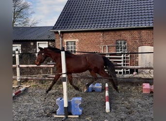 Zangersheider, Wallach, 3 Jahre, 158 cm, Brauner