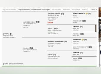 Zangersheider, Wallach, 3 Jahre, 158 cm, Brauner