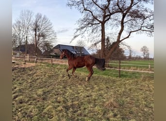 Zangersheider, Wallach, 3 Jahre, 158 cm, Brauner