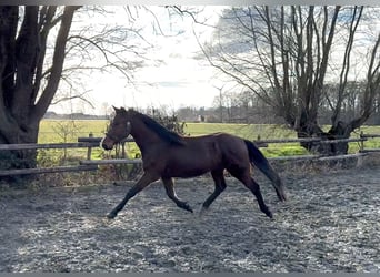 Zangersheider, Wallach, 3 Jahre, 158 cm, Brauner