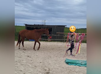 Zangersheider, Wallach, 3 Jahre, 160 cm, Fuchs