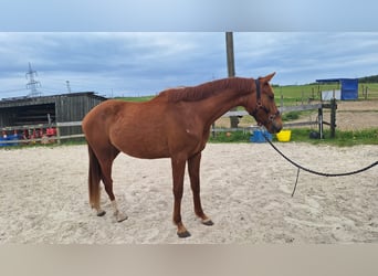 Zangersheider, Wallach, 3 Jahre, 160 cm, Fuchs