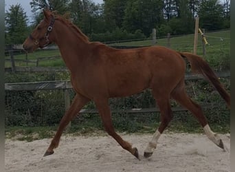 Zangersheider, Wallach, 3 Jahre, 160 cm, Fuchs