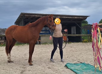 Zangersheider, Wallach, 3 Jahre, 160 cm, Fuchs
