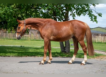 Zangersheider, Wallach, 3 Jahre, 160 cm, Fuchs