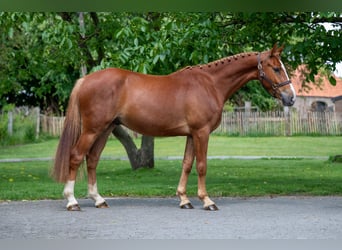 Zangersheider, Wallach, 3 Jahre, 160 cm, Fuchs