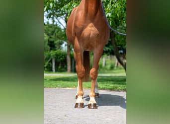 Zangersheider, Wallach, 3 Jahre, 160 cm, Fuchs