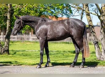 Zangersheider, Wallach, 3 Jahre, 161 cm